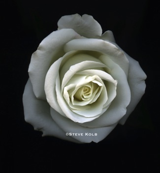 WhiteRose 1 WhiteRose 1